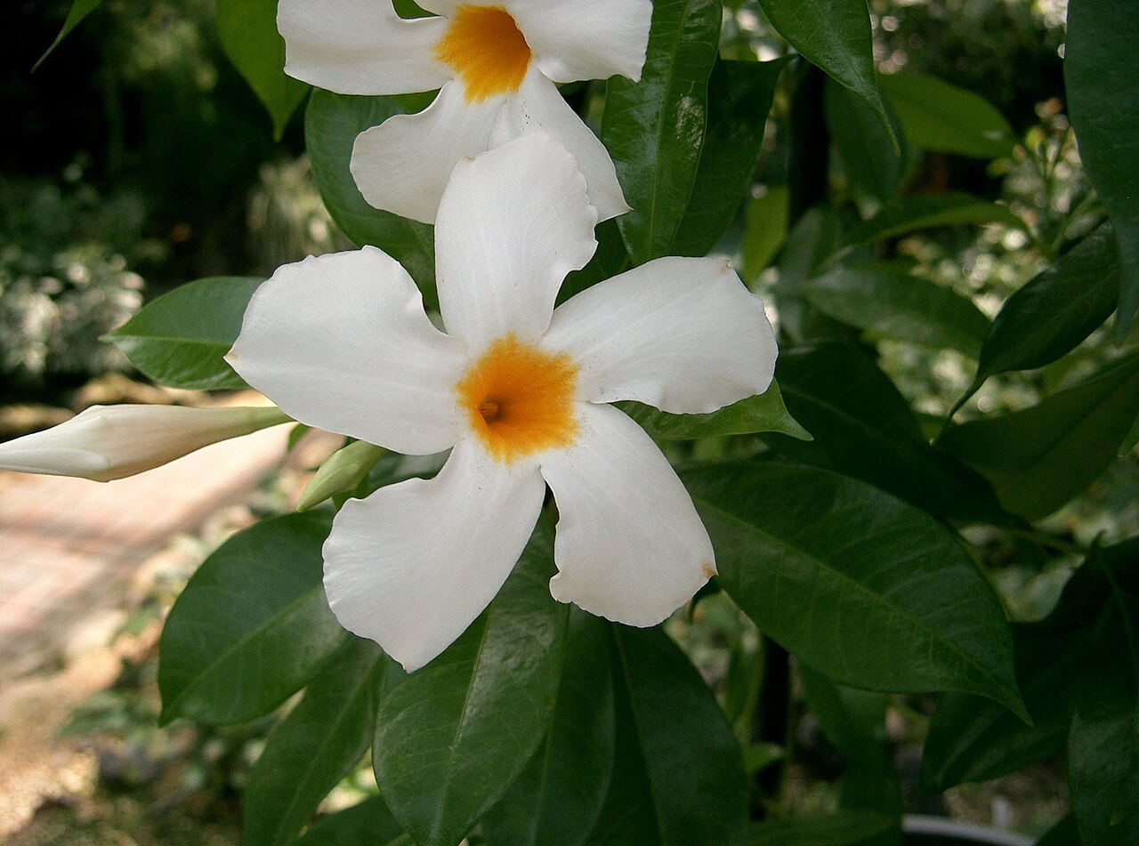 Mandevilla boliviensis reference
