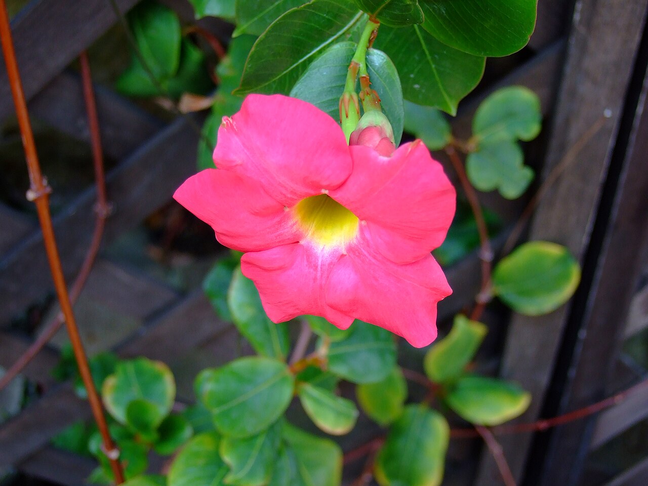 Mandevilla sanderi reference