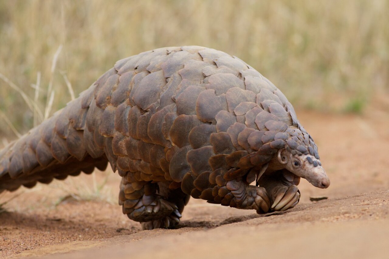 Ground Pangolin reference