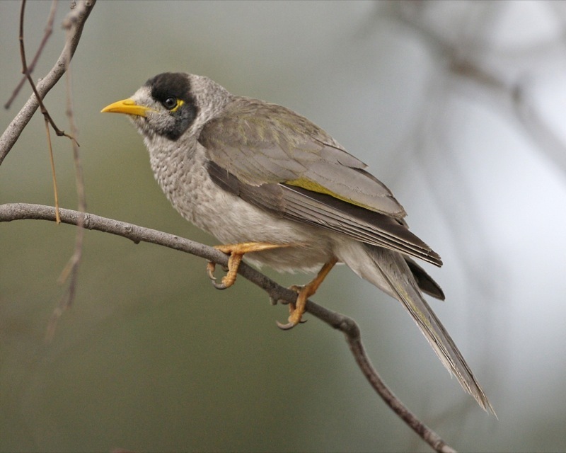 Noisy Miner reference