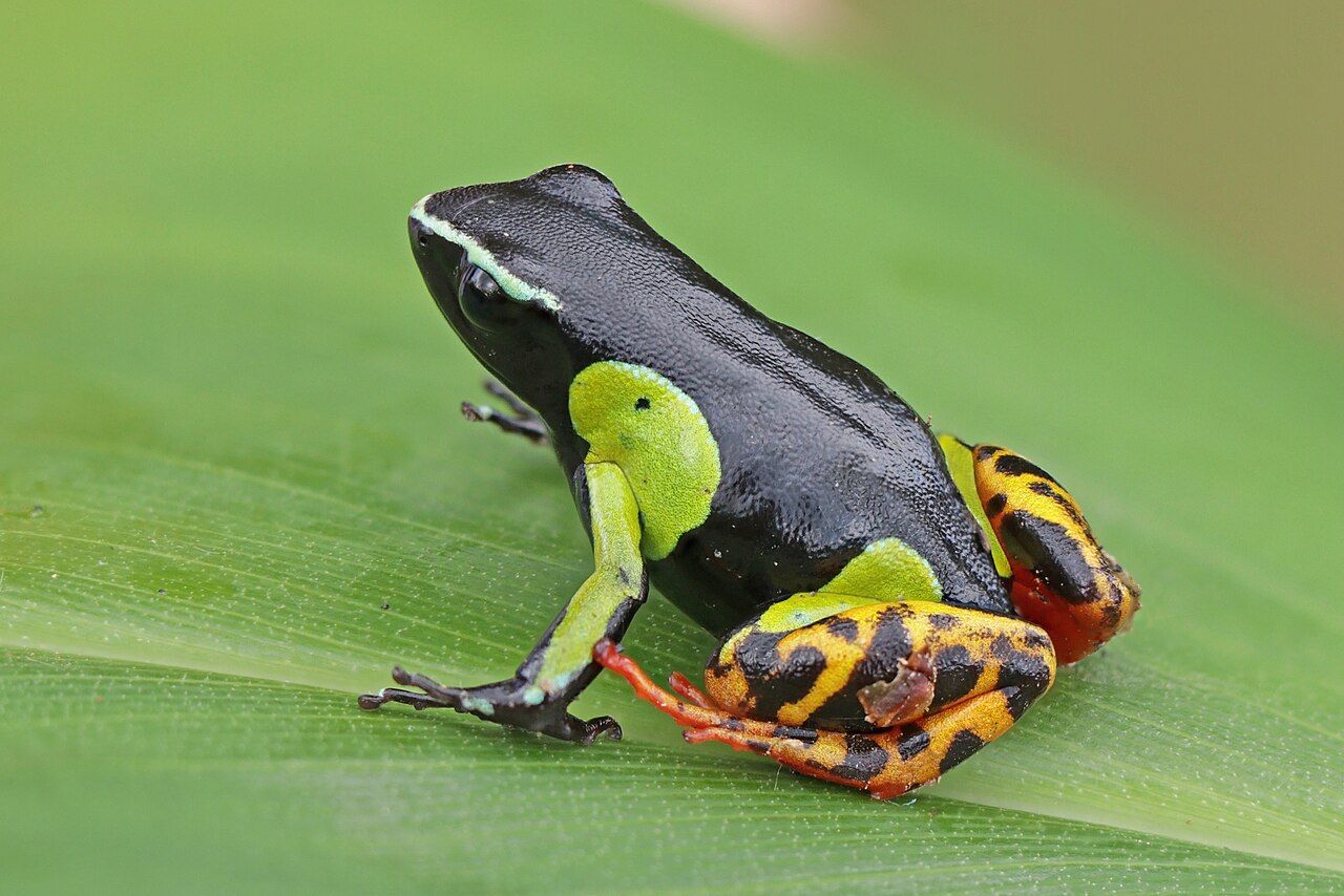 Baron's Mantella reference