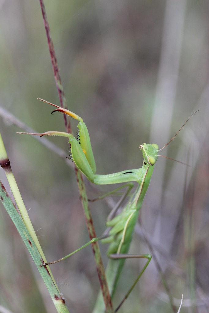 European Mantis reference