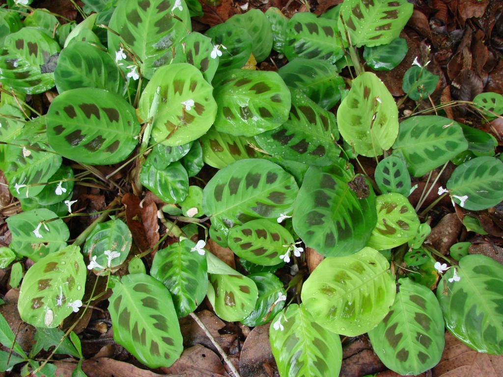 Prayer Plant reference
