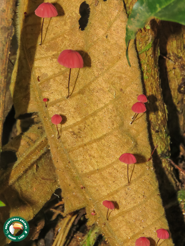 Purple Pinwheel Mushroom reference
