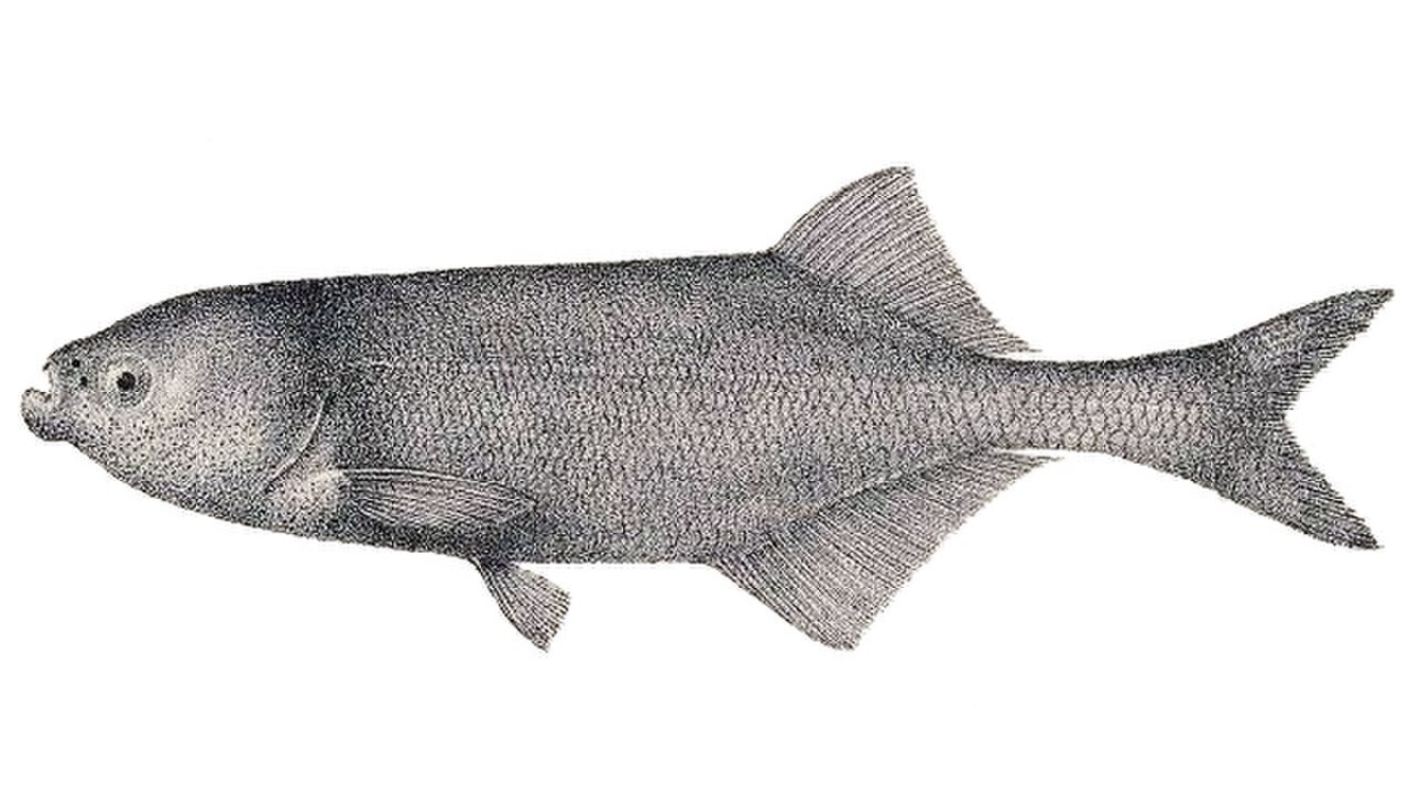 Marcusenius macrolepidotus reference