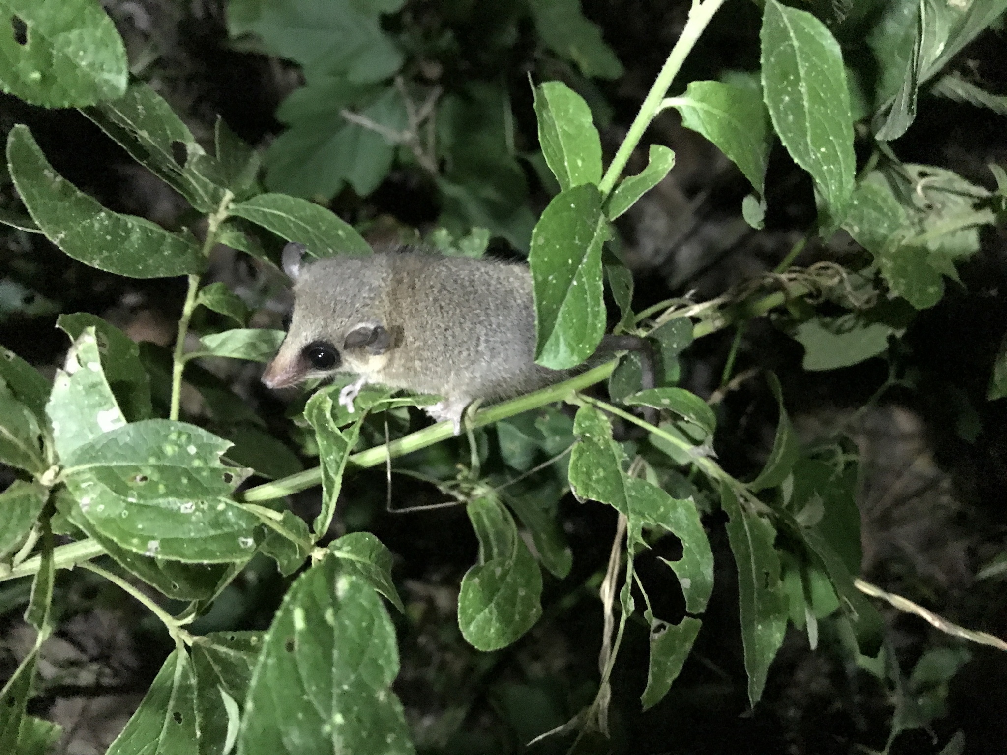 Linnaeus's Mouse Opossum reference