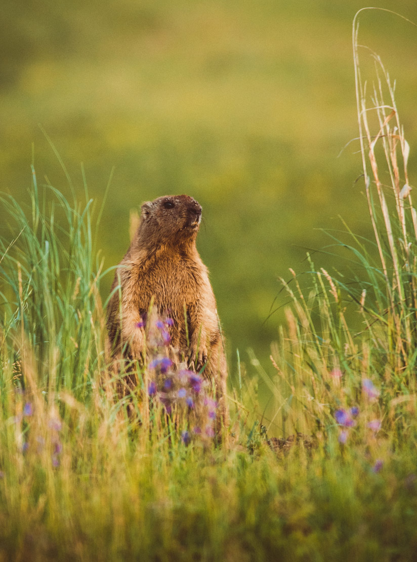 Bobak Marmot reference