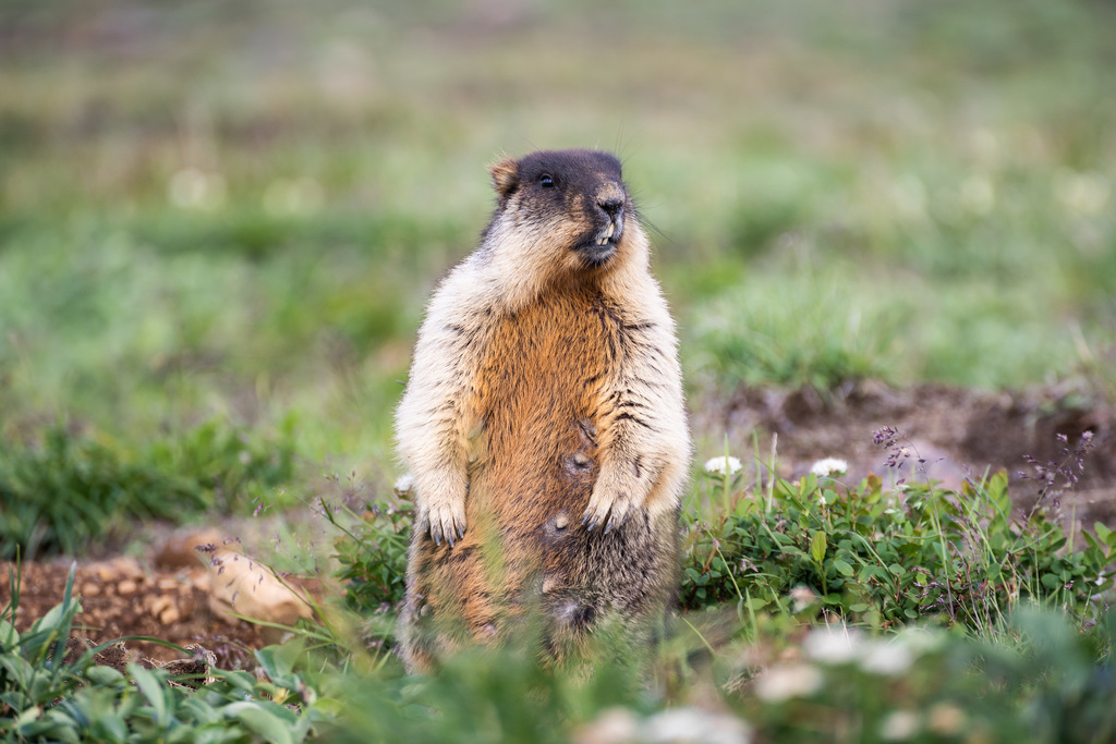 Black-capped Marmot reference