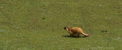 Long-tailed Marmot reference