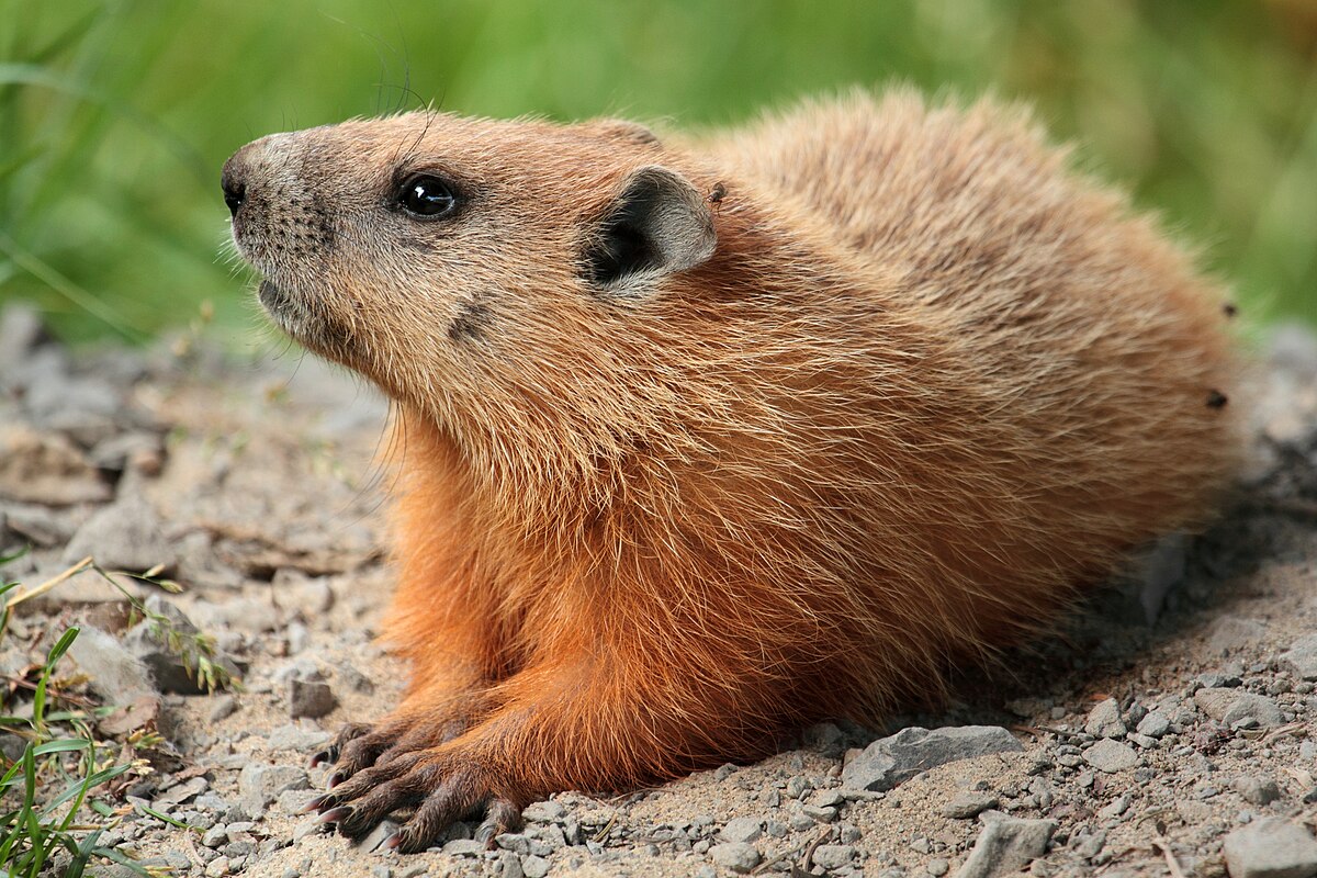 Groundhog reference