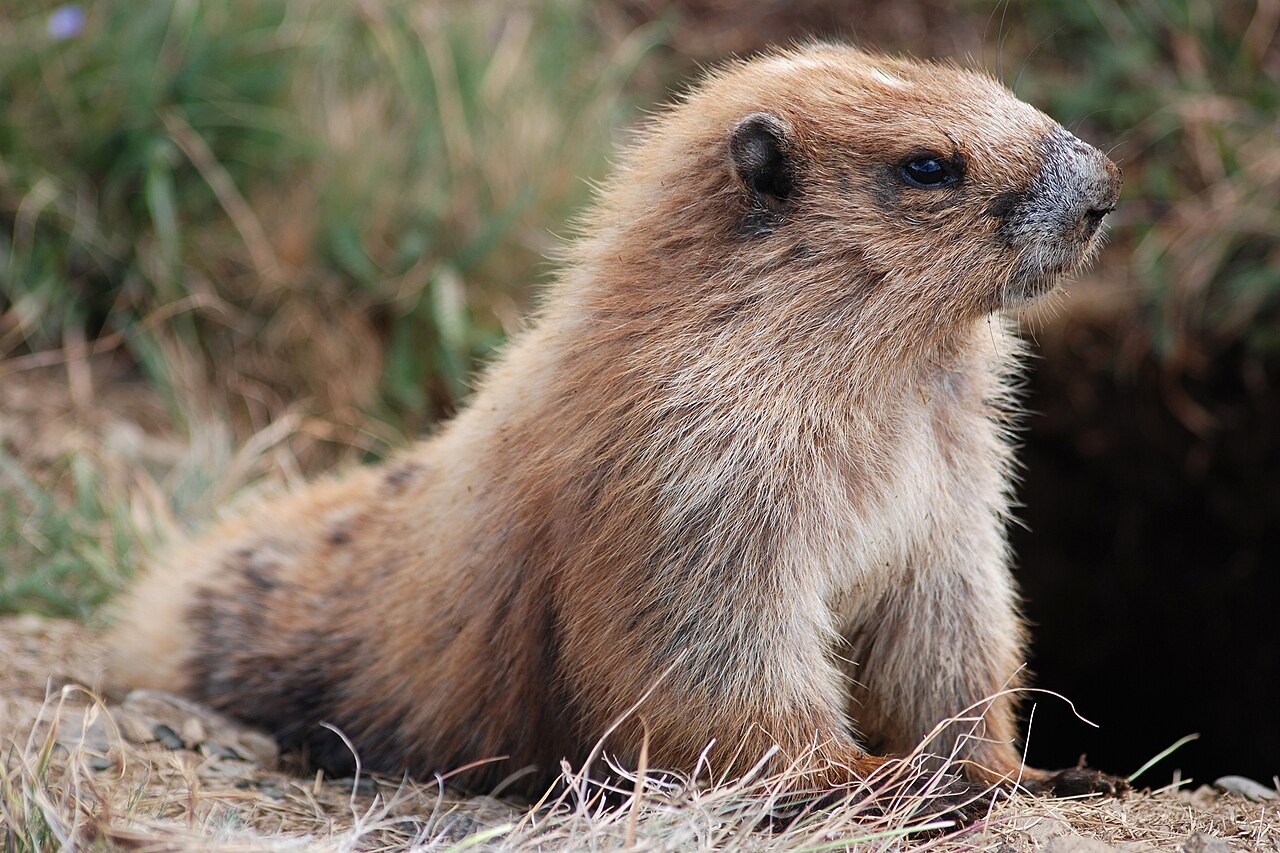 Olympic Marmot reference