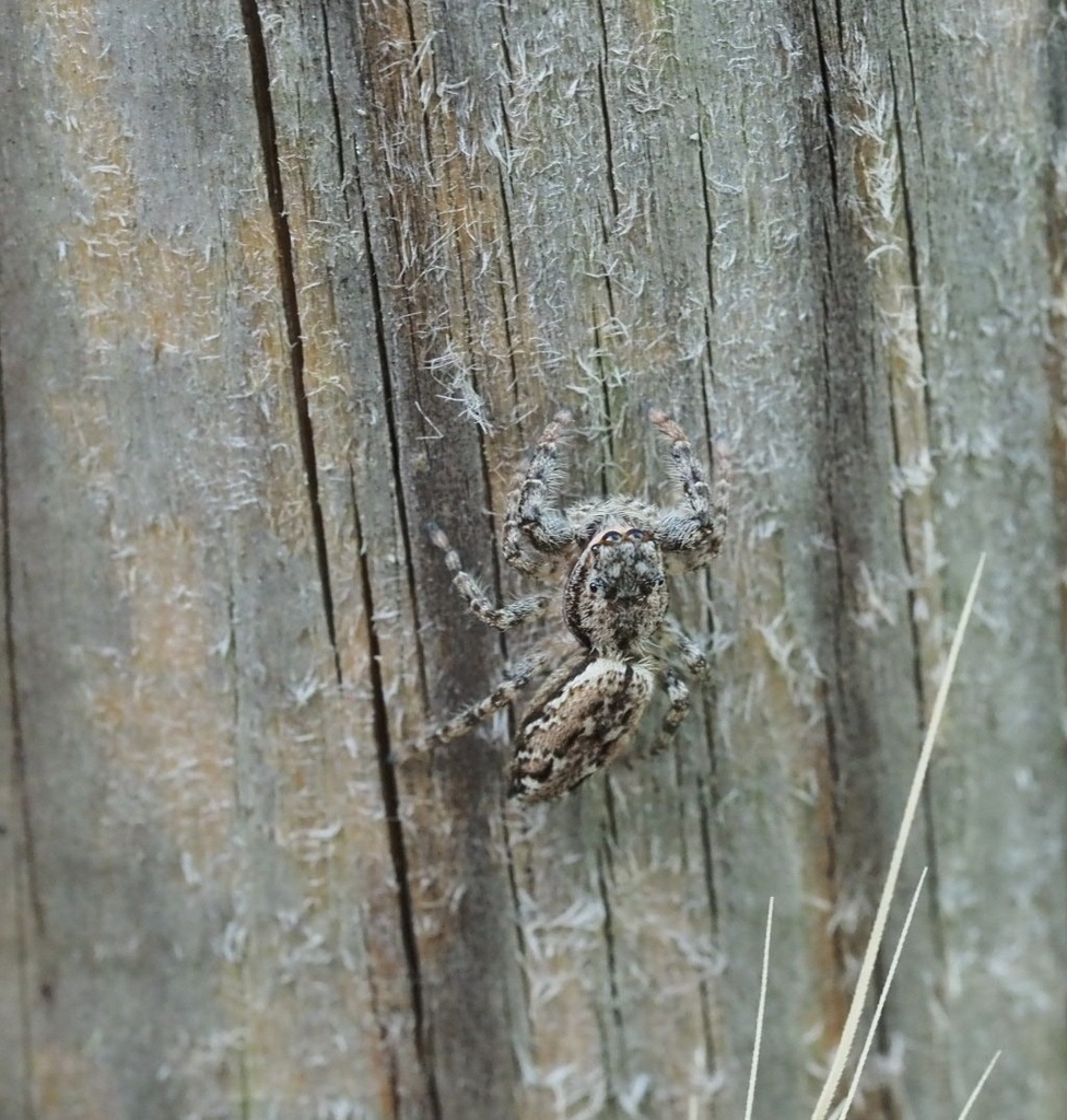 Fencepost jumping spider reference