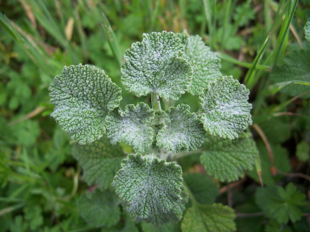 White Horehound reference