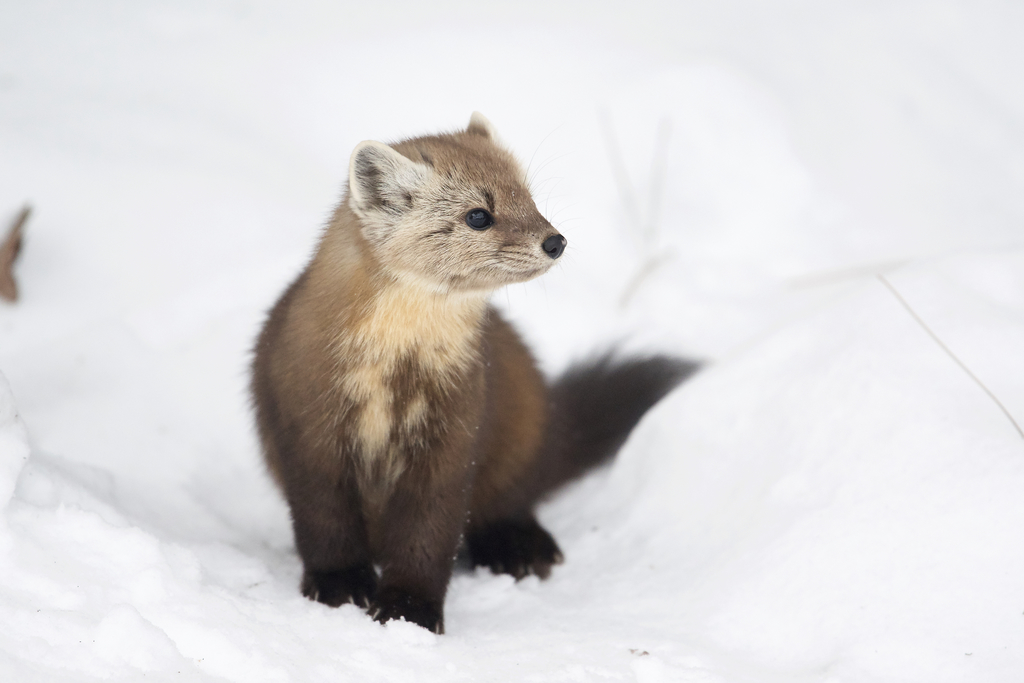 American Marten reference