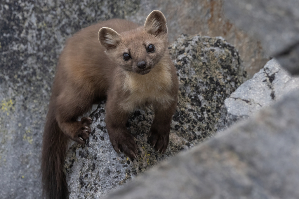 Pacific Marten reference