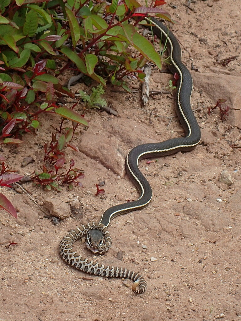 Striped Racer reference