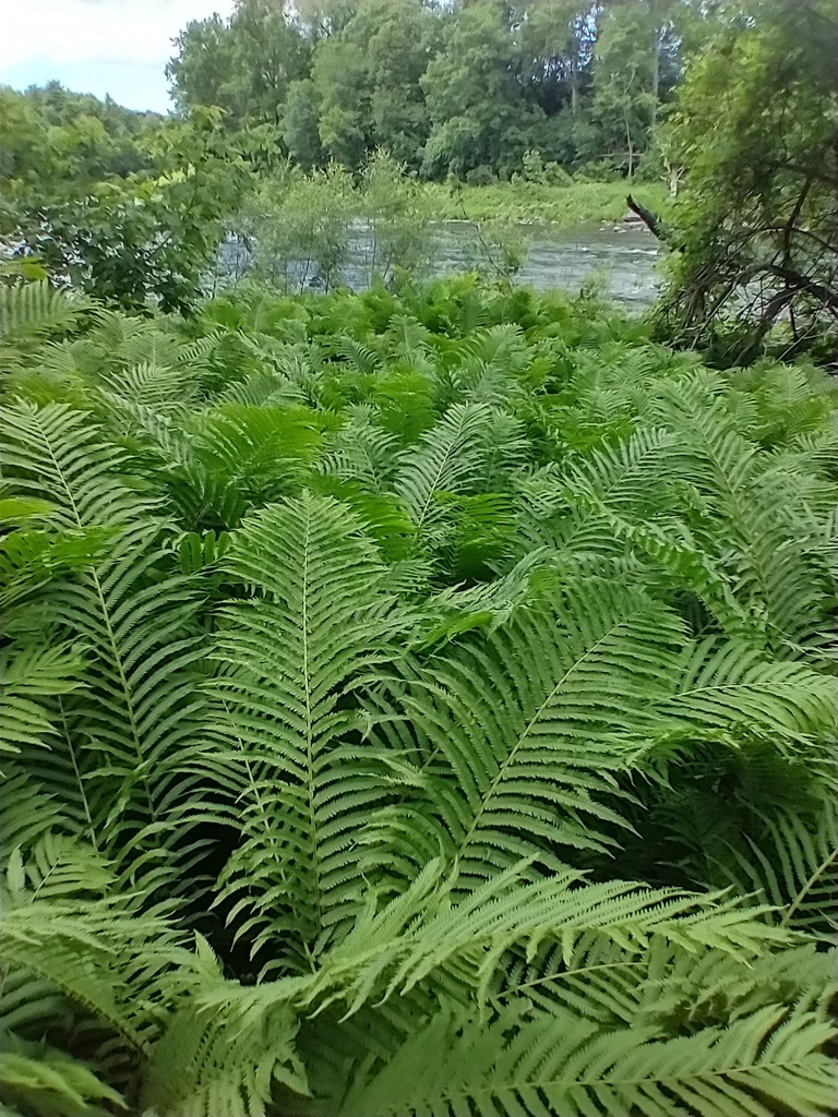 ostrich fern reference