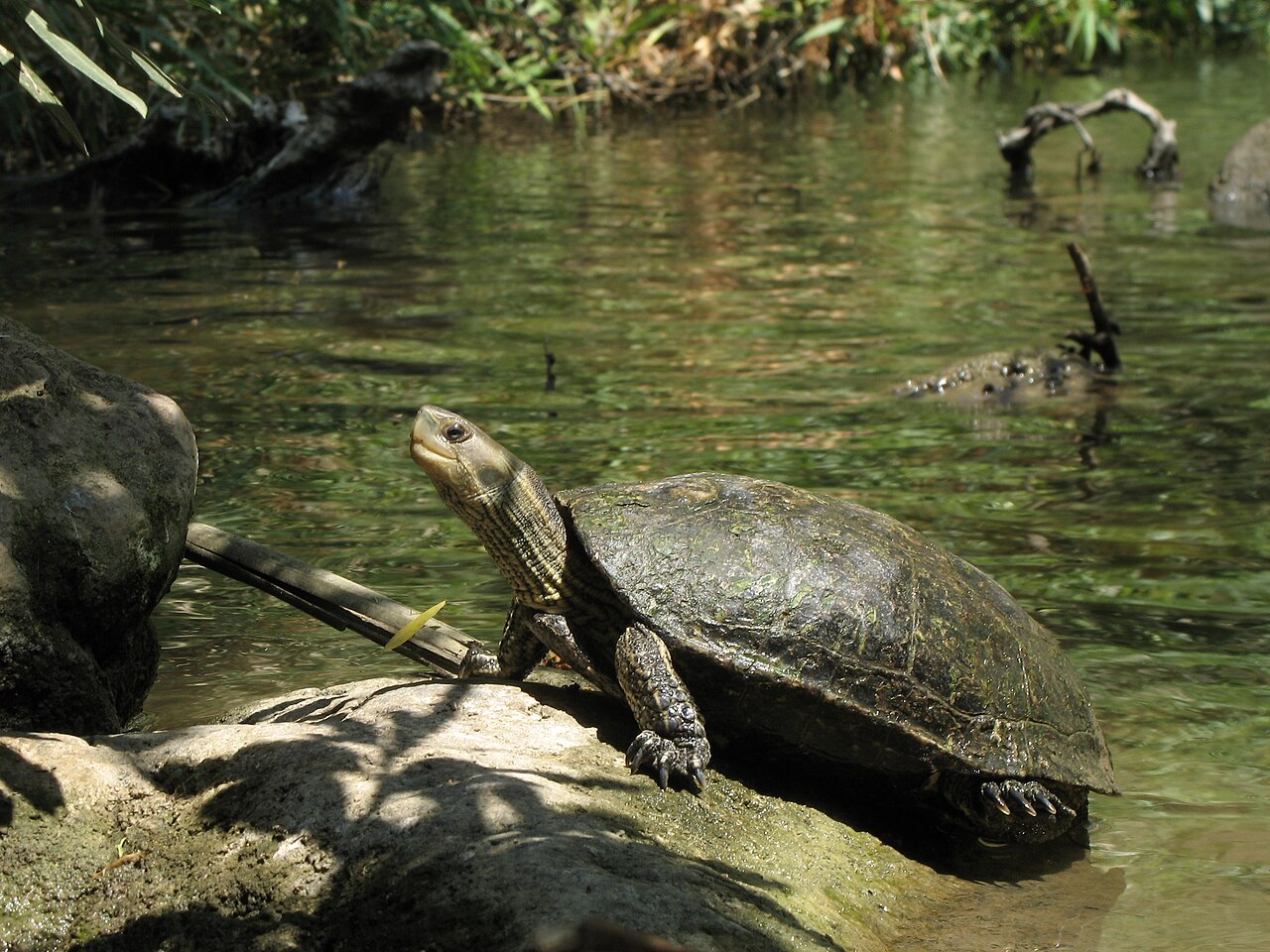 Caspian Turtle reference