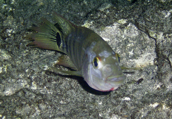 Mayan Cichlid reference