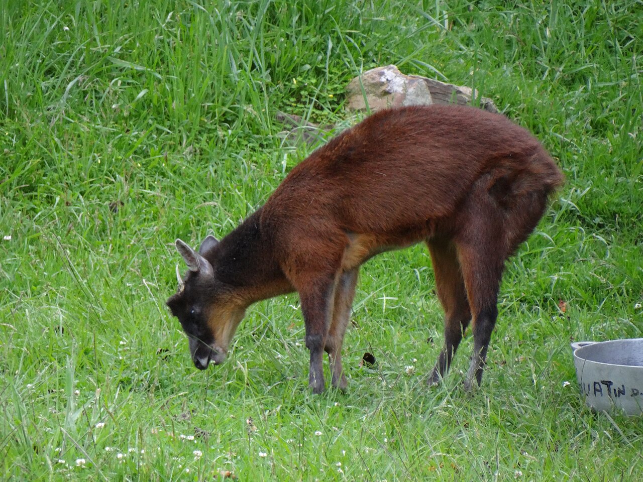 Mazama rufina reference