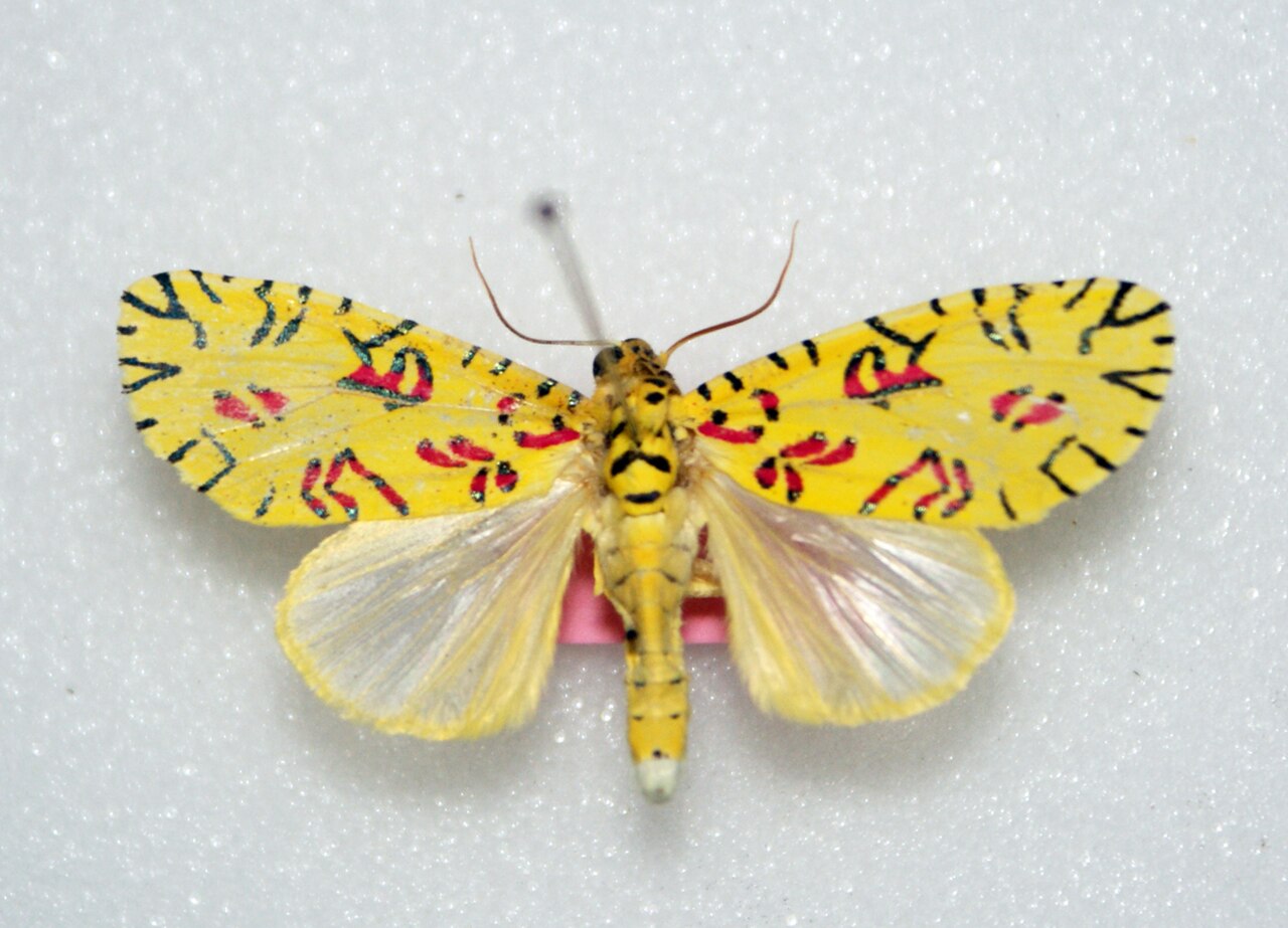 Pikachu Moth reference