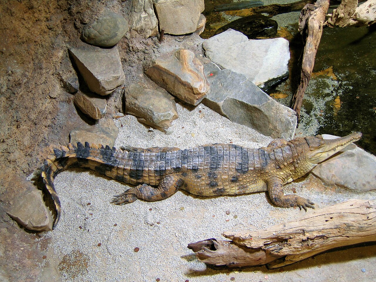 Slender-snouted Crocodile reference