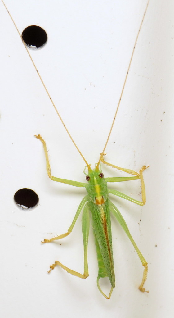 Oak Bush-cricket reference