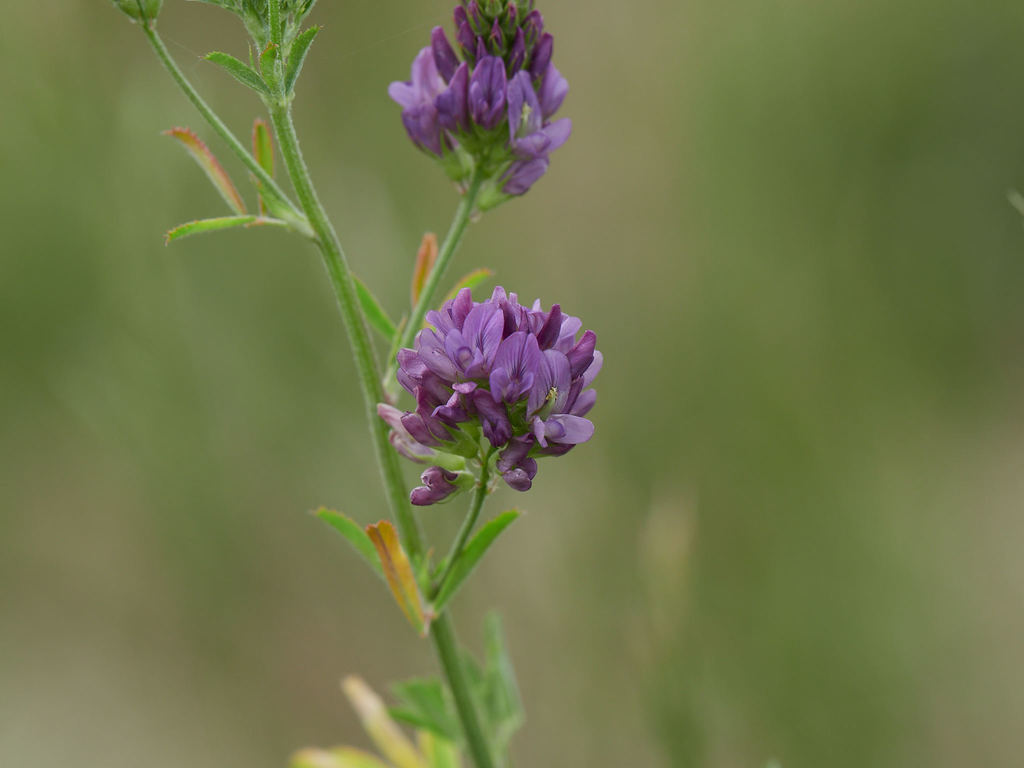 Alfalfa reference