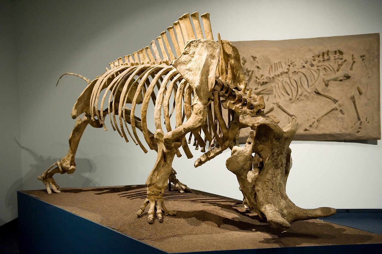Megacerops coloradensis reference