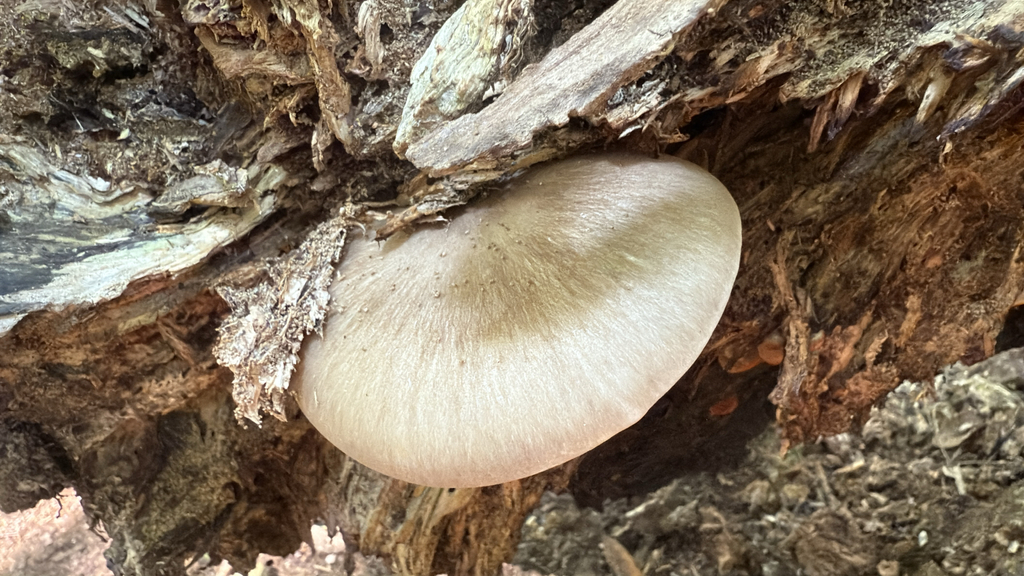 Eastern American Platterful Mushroom reference
