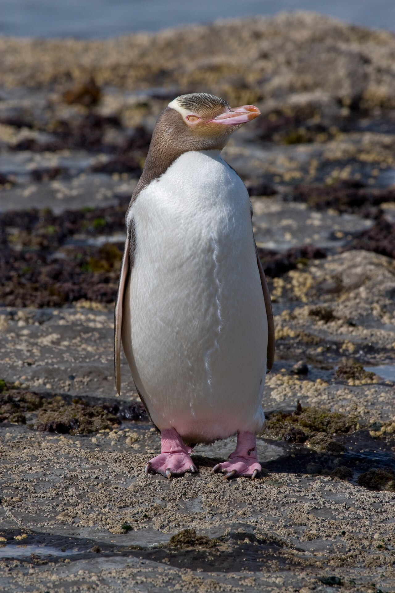 Waitaha Penguin reference
