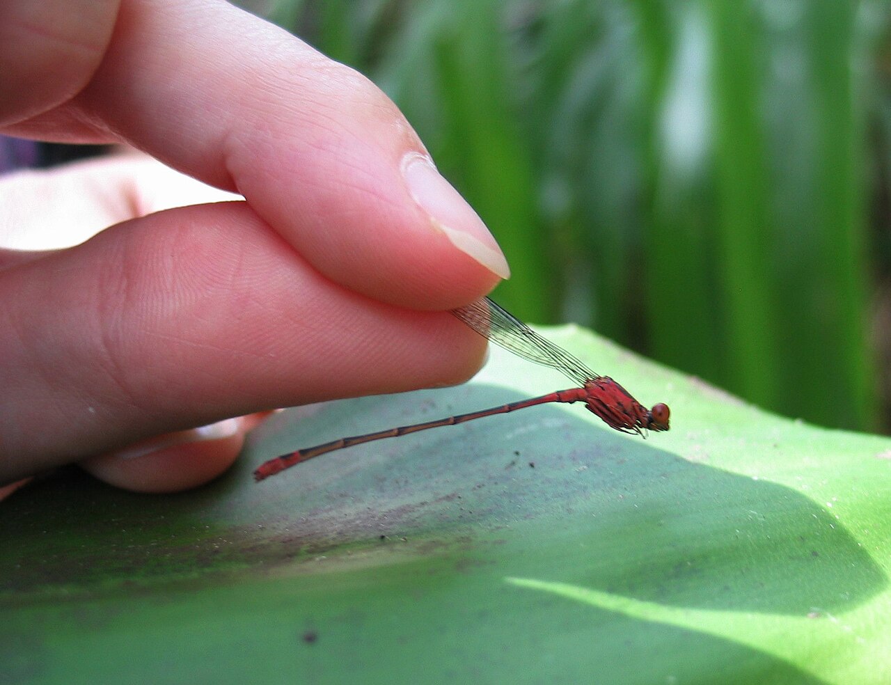 Orangeblack Hawaiian Damselfly reference