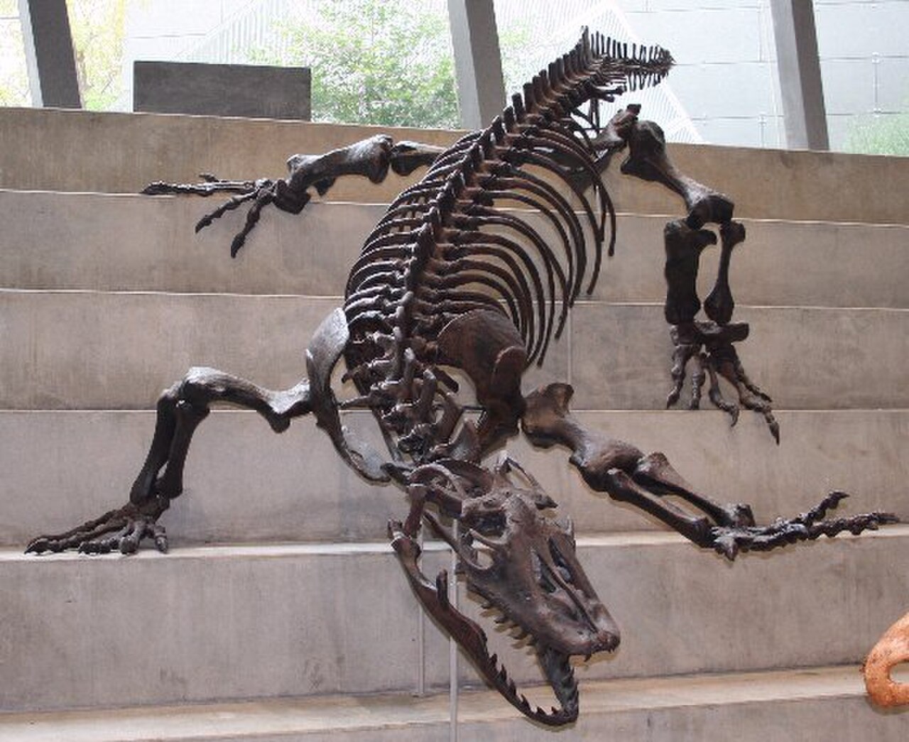 Megalania prisca reference
