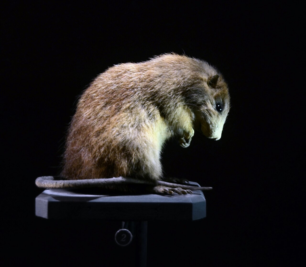 Santa Lucia Giant Rice Rat reference