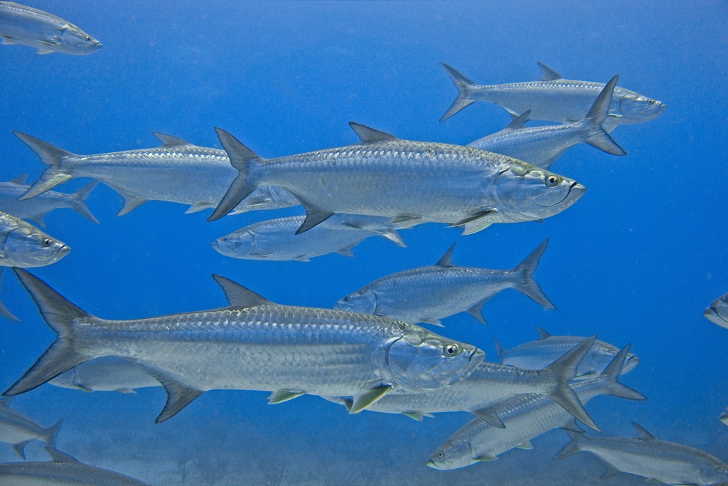 Tarpon reference