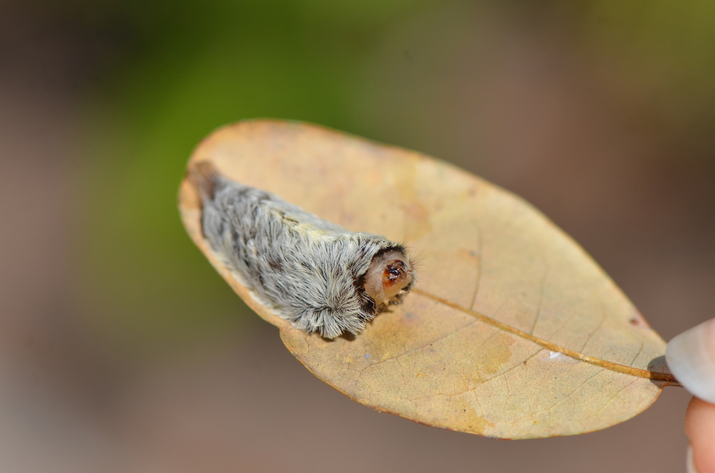 Southern Flannel Moth reference