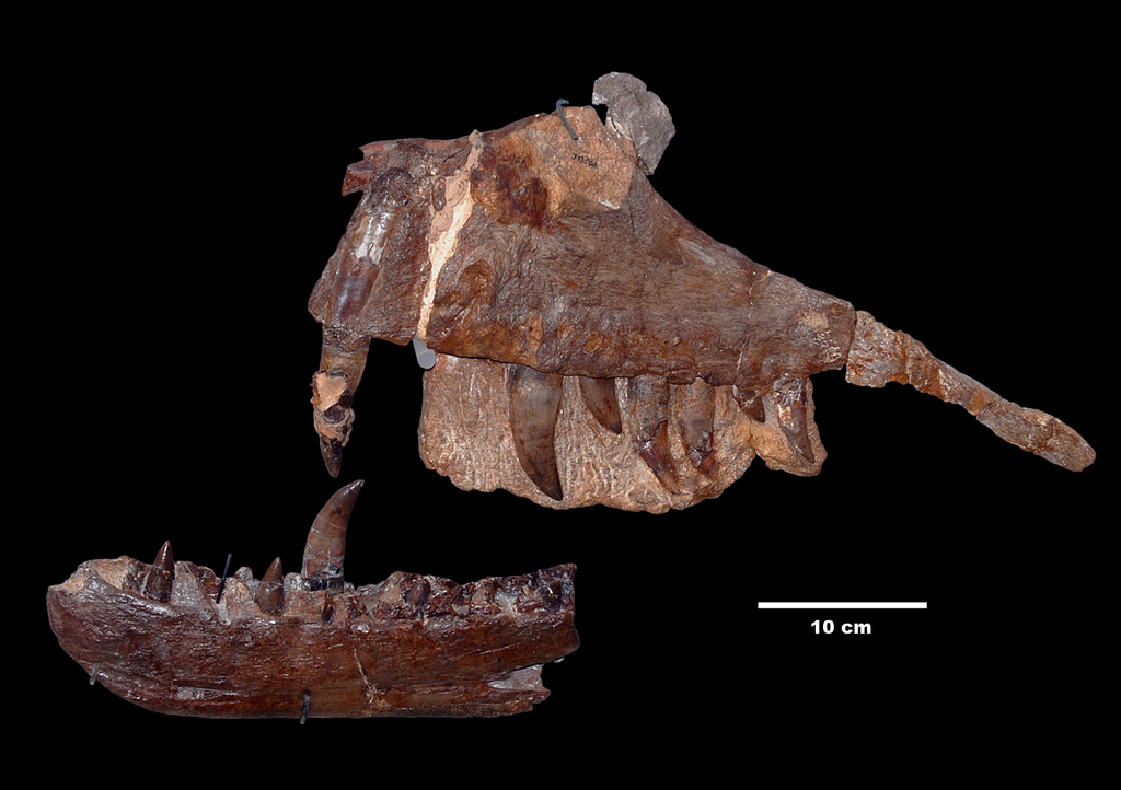 Megalosaurus bucklandii reference