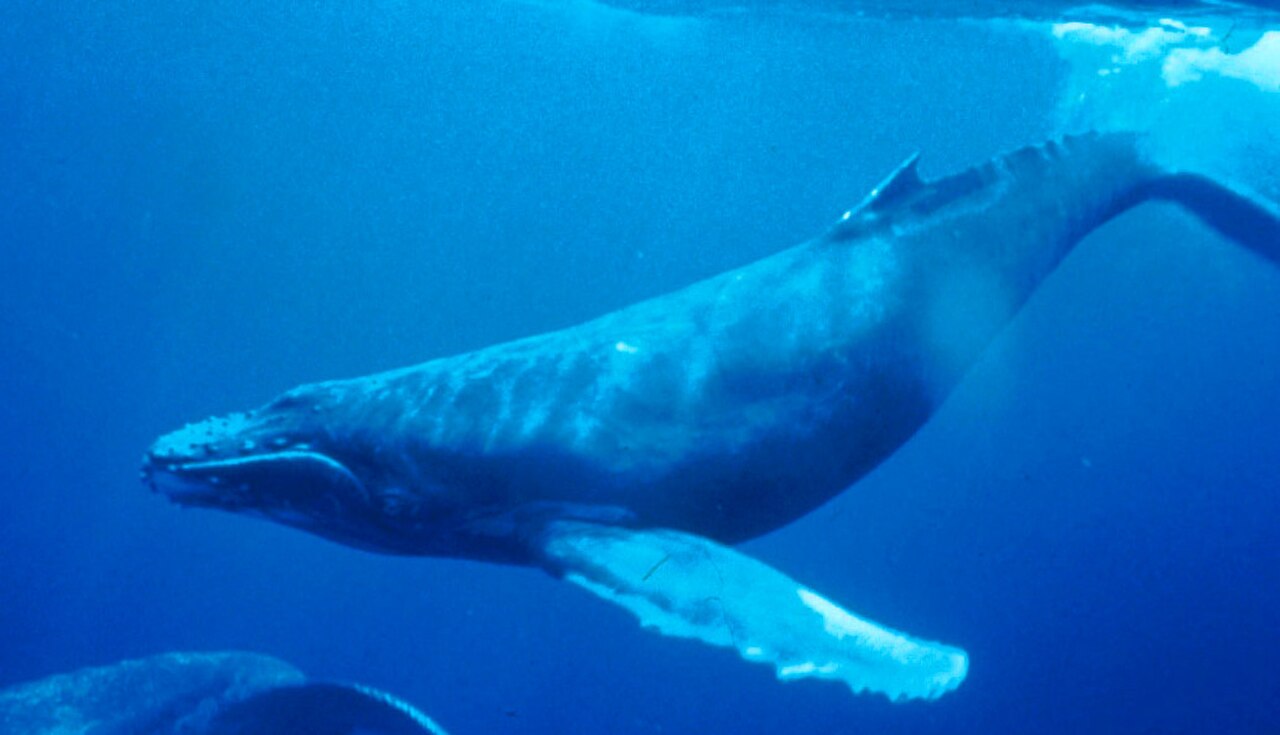 Humpback Whale reference