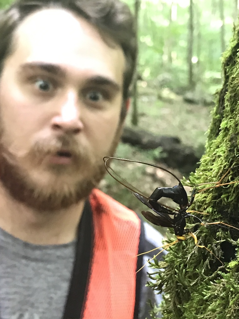 Black Giant Ichneumonid Wasp reference