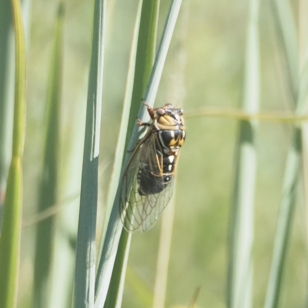 Bush Cicada reference