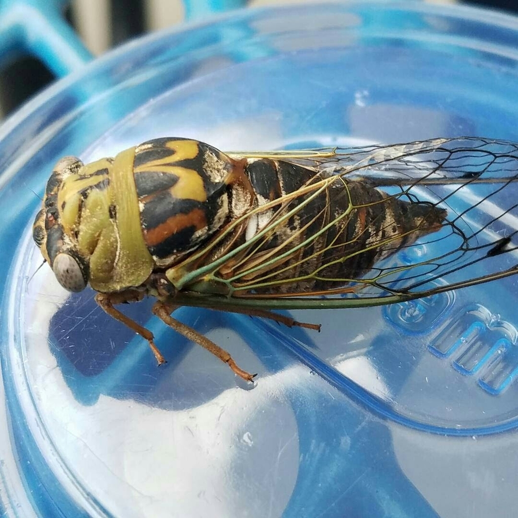 Resh Cicada reference