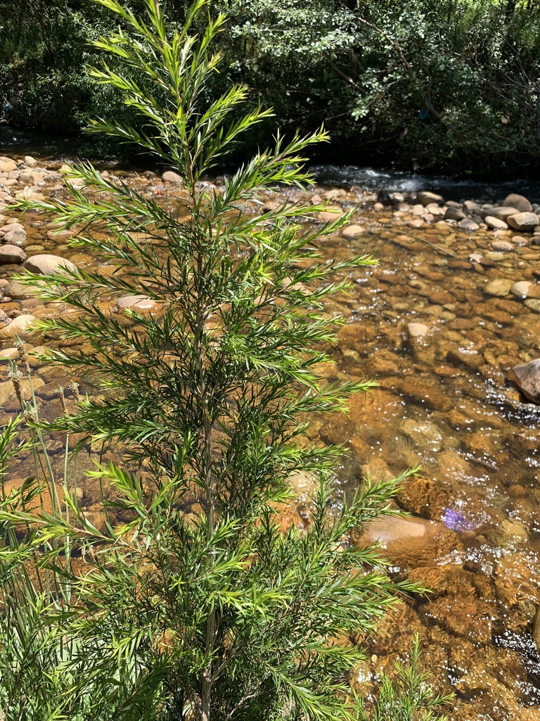 Black Tea-tree reference