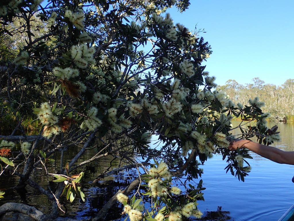Broad-leaved Paperbark reference