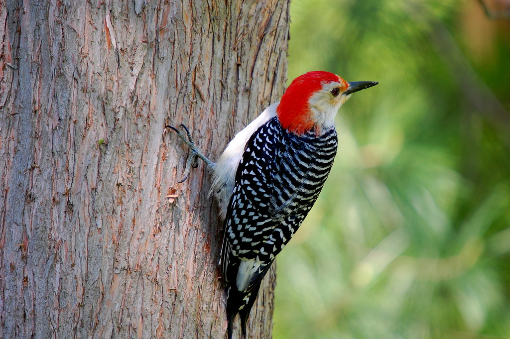 Red-bellied Woodpecker reference