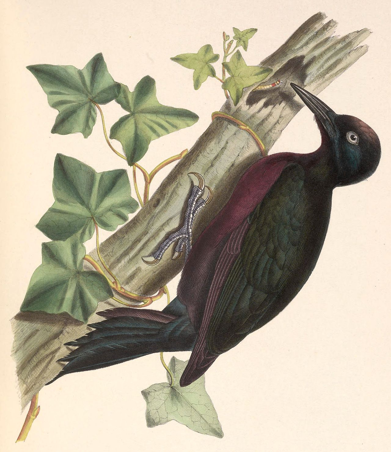 Guadeloupe Woodpecker reference