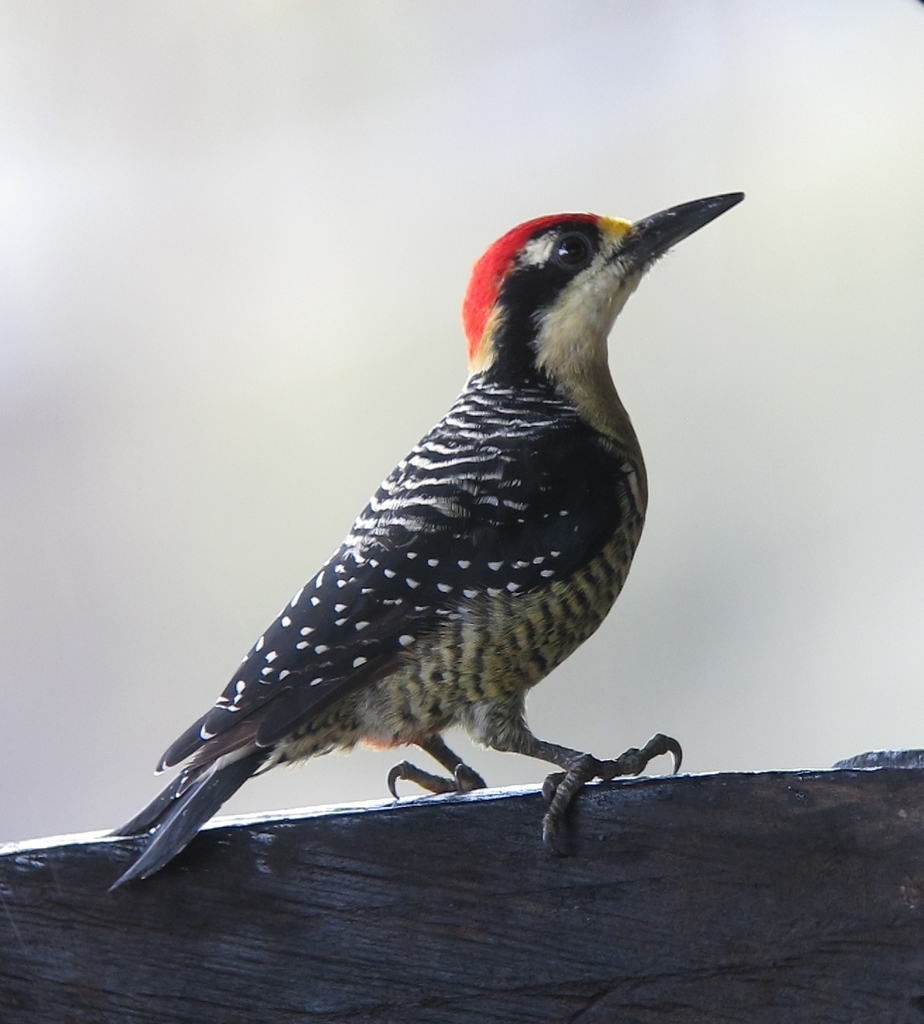 Black-cheeked Woodpecker reference