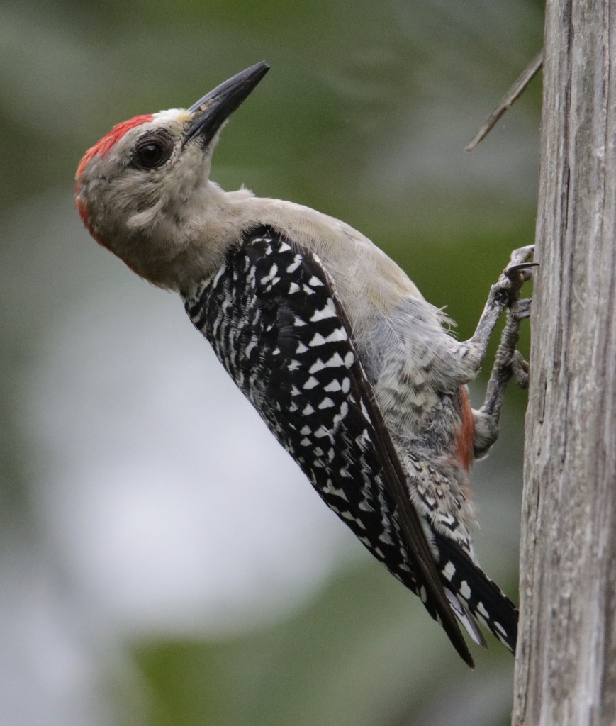 Red-crowned Woodpecker reference
