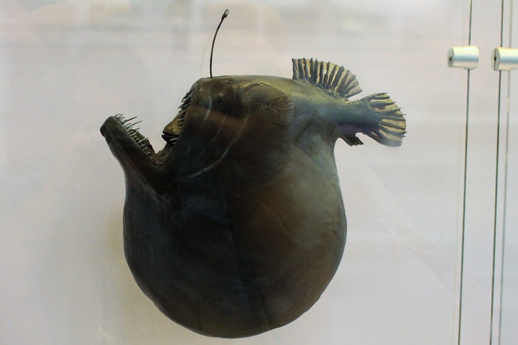 Humpback Blackdevil reference