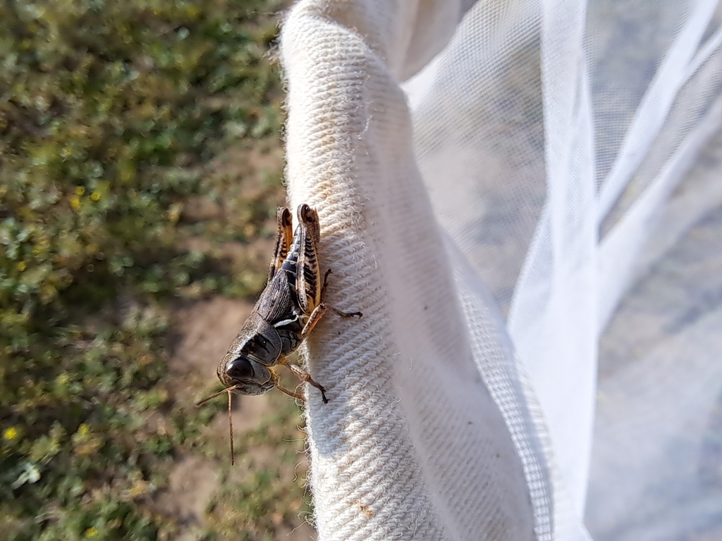 Dawson's Spur-throat Grasshopper reference