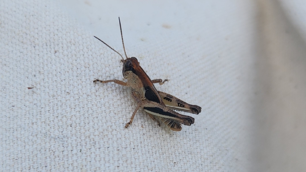 Keeler's Spur-throat Grasshopper reference